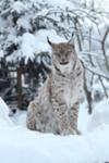 Lynx in the snow