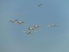 Flying Tundra Swans coming in to land - courtesy of Daniel S Bennett, St Thomas