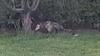 Niagara Falls Opossum