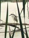 Toronto Night Heron