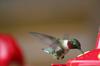 Male Hummingbird
