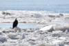 Bald Eagle on the ice