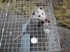 Possum in trap, Lakefield, Ontario