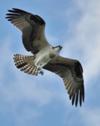 Osprey in Flight