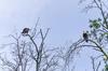 Pair of Bald Eagles - Mississauga, Ontario