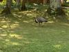 Peahen in Innisfil