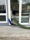 Peacock in Warkworth
