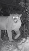 Trail-cam Cougar