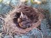 Baby Robin in a nest