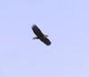 Bald Eagle in flight