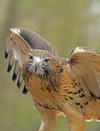 Red Tailed Hawk