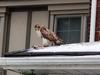 Hawk on a roof