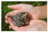 Rescued Robin Chick