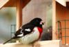 Rose Breasted Grosbeak