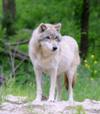 Ontario Wolf - courtesy of Dreamstime 