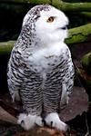 Female Snowy Owl