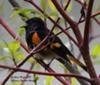 American Redstart Warbler