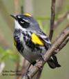 Yellow-rumped Warbler