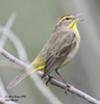 Palm Warbler