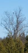 Bald Eagle on Sturgeon Point Road