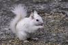 Thornbury, Ontario - White Squirrel