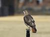 Red Tailed Hawk