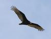 Turkey Vulture flying