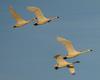 Tundra Swans in flight - courtesy of Daniel S Bennett, St Thomas, Ontario