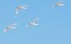 Migrating Tundra Swans