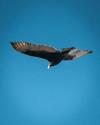 Ontario Turkey Vulture 1