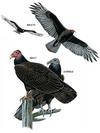 Turkey Vultures - from National Geographic