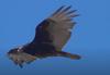 Turkey Vulture in flight