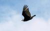 Turkey Vulture in flight