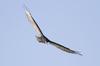 Turkey Vulture soaring