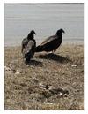Turkey Vultures in Kingston, Ontario