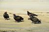 Turkey Vultures on the beach