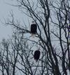 Pair of Bald Eagles in Eganville