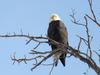 Bald Eagle, Upper Niagara Parkway