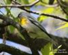 Northern Parula Warbler