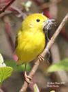 Yellow Warbler