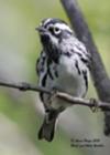 Black & White Warbler