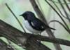 Black Throated Blue Warbler