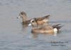 American Wigeon