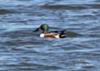 Northern Shoveler