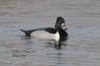 Ring-necked Duck