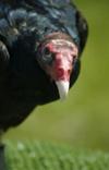 Turkey Vulture close-up