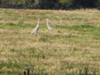 Sandhill Cranes?