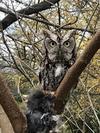 Mystery Owl in Sarnia