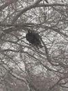 Turkey Vulture