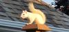 White Squirrel seen in Gateneau